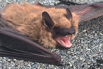 Lakeside bat removal